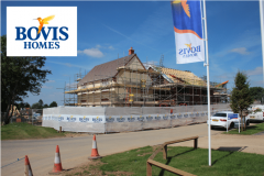 Bovis